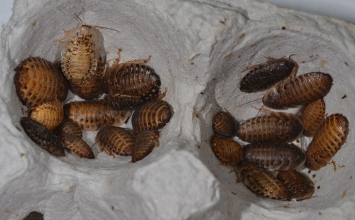 A variety of different size nymphs can be found when you invert the cardboard egg trays in their enclosure.