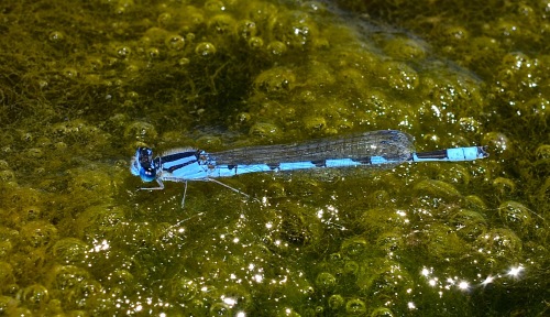 Newly emerged male bluet https://thingsbiological.wordpress.com/2010/08/18/male-bluet/ on a mat of algae at the University of Illinois pond at the intersection of First and Windsor in Champaign. Click/double click to enlarge.