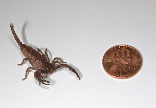 Pre-molt image of the same scorpion, September, 2013. Click image to enlarge.