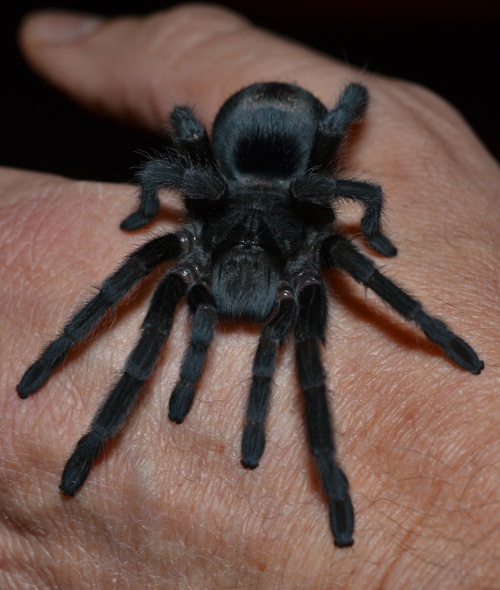 Juvenile male Brazilian black tarantula (Grammostola pulchra) after his most recent molt. Click/double click image to enlarge.