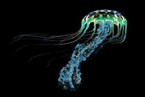 jellyfish-1050x700.jpg